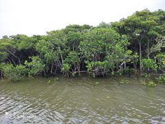 -东寨港红树林旅游区