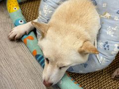 -柴迷FANS CLUB·柴犬狗咖·猫咖