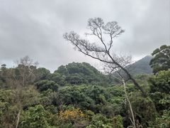 -深圳仙湖植物园