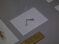 -上海昆虫博物馆