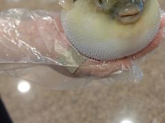 -肆月河豚·淮扬菜·湘菜(华天店)