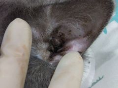 -瑞派名望24h动物医院异宠专科·猫专科·骨科·重症监护分院