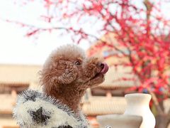 -超宠爱宠物摄影-Super pet