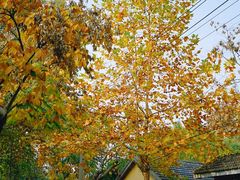 -颐和路民国时期公馆风貌区