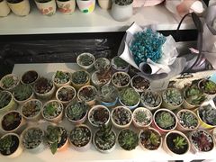 -南瓜谷塔罗(和义店)