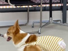 -怪兽屋·羊驼·猫咖·狗咖(俊华广场店)