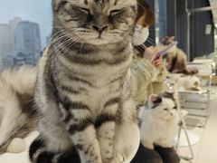 -怪兽屋·羊驼·猫咖·狗咖(俊华广场店)