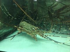 -班赞海鲜市场