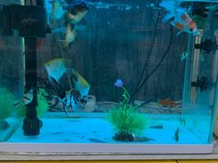 -严国平动物医院(德政总院)