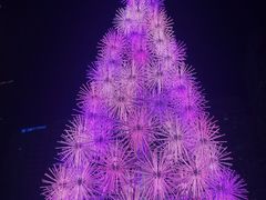 -爱雍·乌节
