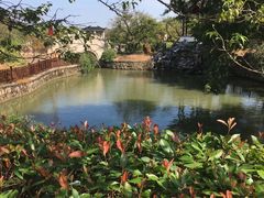 -林屋梅海青梅保护基地