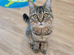 -COLOR PETS 撸猫馆·购猫·猫咖(长风大悦城店)