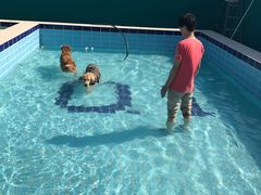 -趣玩宠物乐园寄养训犬训狗游泳池