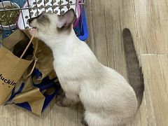 -李小姐の猫咖啡馆(五角场店)