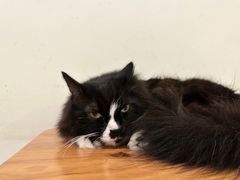 -有猫主题·治愈系猫咖(曾厝垵店)