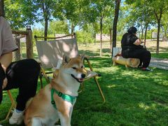 -爪吧宠物乐园 (温榆河示范区店)