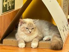 -有猫主题·治愈系猫咖(曾厝垵店)