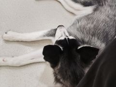 -共舞时光猫咖·狗咖(新街口店)