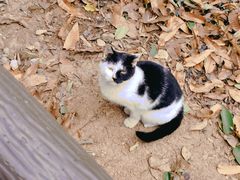 -上海佘山国家森林公园天马山园