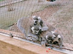 -哈尔滨北方森林动物园