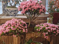 -双季花艺园艺市场(浦东店)