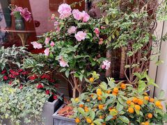 -蝶舍·MAISON PAPILLON