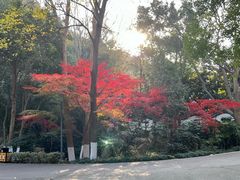 -赭山公园