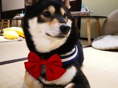 -逗柴咖啡屋·狗咖猫咖宠物桌游