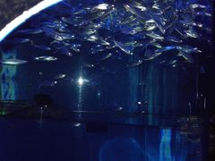 -香港海洋公园