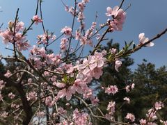 -大兴滨河森林公园