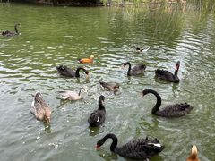 -扬州市茱萸湾风景区