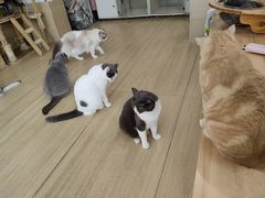 -是阿柴呀！柴犬咖啡·爱喵喵猫咖