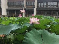 -乌镇望津里精品酒店