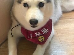 -Husky Go! 哈士奇体验馆·宠物咖啡厅狗咖