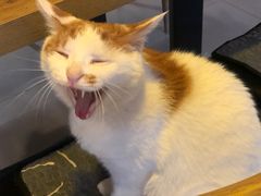 -平行世界·猫咖(首经贸店)