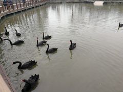 -溱湖国家湿地公园