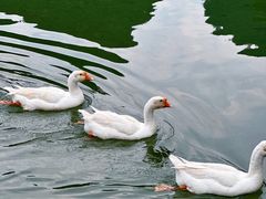 -靖西鹅泉风景区