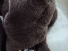 -瑞派长江宠物医院·猫科·外科·24小时夜护(谊城公寓分院)