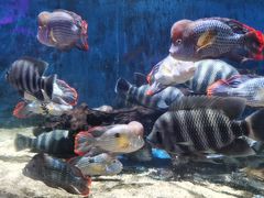 -沙沙哗啦海洋馆(华宇百花谷店)