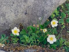 -硗碛藏寨·神木垒景区