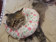 -爱佳宠物中心医院24H·CT·骨外科·猫专科(瑶海万达店)