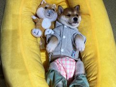 -逗柴咖啡屋·狗咖猫咖宠物桌游