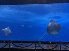 -珠海长隆海洋王国