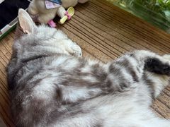 -海边的猫和咖啡馆