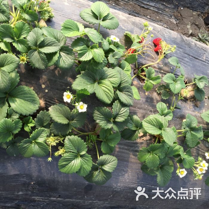 红红草莓园