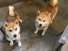 -柴犬高等学院·狗咖·柴犬售卖·宠物训练
