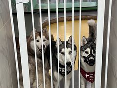 -Husky Go! 哈士奇体验馆·宠物咖啡厅狗咖