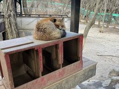 -宫城藏王狐狸村