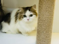 -十月米努特矮脚猫舍