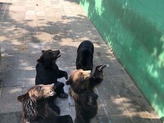 -西霞口神雕山野生动物世界